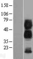 CD300 antigen (CD300A) Human Over-expression Lysate