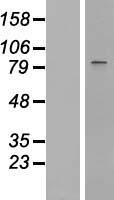 STAT1 Human Over-expression Lysate