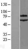 SHOC2 Human Over-expression Lysate