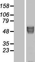 BACE2 Human Over-expression Lysate