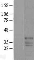 FAM50B Human Over-expression Lysate