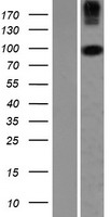 COPG2 Human Over-expression Lysate