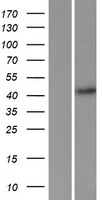 FBXL2 Human Over-expression Lysate