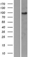 EPB41L1 Human Over-expression Lysate