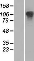 XRN2 Human Over-expression Lysate