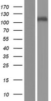 KCNH3 Human Over-expression Lysate