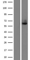 LILRA4 Human Over-expression Lysate