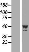 LYPLA3 (PLA2G15) Human Over-expression Lysate