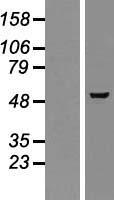GMEB2 Human Over-expression Lysate