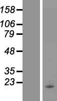 PLA2G2D Human Over-expression Lysate