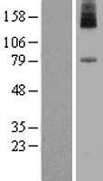PIGN Human Over-expression Lysate
