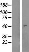 MYLIP Human Over-expression Lysate