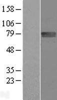FLRT1 Human Over-expression Lysate