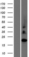C2orf27 (C2orf27A) Human Over-expression Lysate