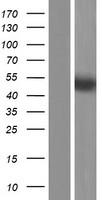 Parkin (PARK2) Human Over-expression Lysate