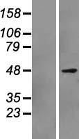 PAX7 Human Over-expression Lysate
