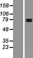 GIT1 Human Over-expression Lysate