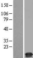 C20orf30 (TMEM230) Human Over-expression Lysate