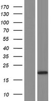 GRP (LGALSL) Human Over-expression Lysate