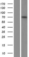 alpha Adducin (ADD1) Human Over-expression Lysate