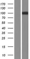ADAM29 Human Over-expression Lysate