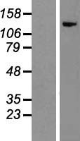 ATP dependent metalloprotease YME1L1 (YME1L1) Human Over-expression Lysate
