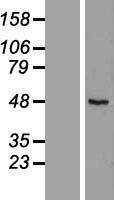 RUSC1 Human Over-expression Lysate