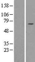 AP4 (REPIN1) Human Over-expression Lysate