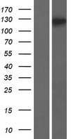 Zonula occludens protein 3 (TJP3) Human Over-expression Lysate