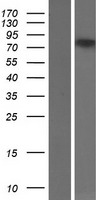 FOXP2 Human Over-expression Lysate