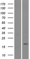 PLA2G2E Human Over-expression Lysate