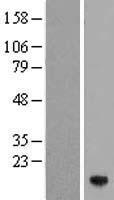 POLR1H Human Over-expression Lysate