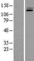 PI 3 Kinase regulatory subunit 4 (PIK3R4) Human Over-expression Lysate