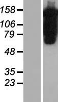 Pumilio 1 (PUM1) Human Over-expression Lysate