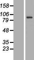 KIAA0408 Human Over-expression Lysate
