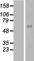 KIAA0652 (ATG13) Human Over-expression Lysate