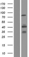 GIT2 Human Over-expression Lysate