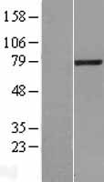 LCMT2 Human Over-expression Lysate