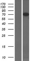 CPEB3 Human Over-expression Lysate