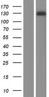 CNKSR2 Human Over-expression Lysate