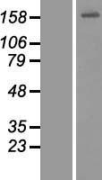 CEP164 Human Over-expression Lysate