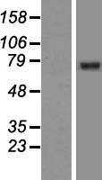 GGA2 Human Over-expression Lysate