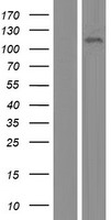 ANKLE2 Human Over-expression Lysate