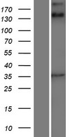 ANKRD15 (KANK1) Human Over-expression Lysate