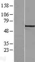 ARHGEF9 Human Over-expression Lysate