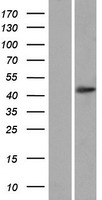 OTUD3 Human Over-expression Lysate