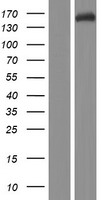 TASOR Human Over-expression Lysate