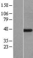 POFUT1 Human Over-expression Lysate