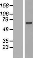 SPATS2L Human Over-expression Lysate