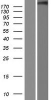 Chromodomain helicase DNA binding protein 5 (CHD5) Human Over-expression Lysate
